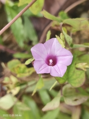Ipomoea triloba