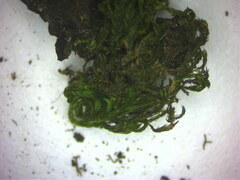 Mnium hornum