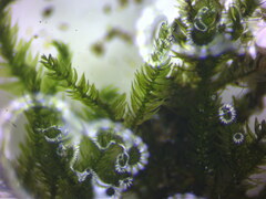 Mnium hornum