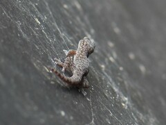 Afrogecko porphyreus