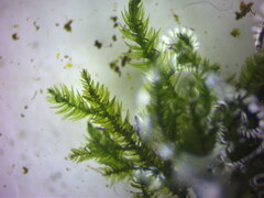 Mnium hornum