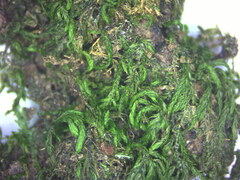 Eurhynchium striatum