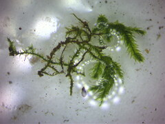 Eurhynchium striatum