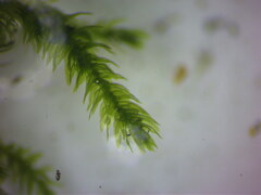 Eurhynchium striatum