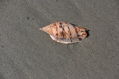 Alcithoe arabica