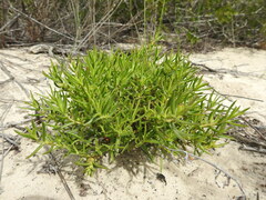 Crassula