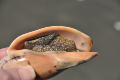 Alcithoe arabica