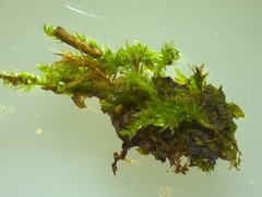 Hygroamblystegium