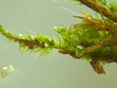Hygroamblystegium