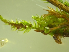 Hygroamblystegium