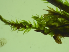 Hygroamblystegium