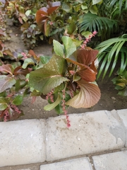 Acalypha wilkesiana