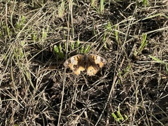 Junonia hierta cebrene