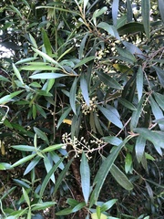 Olea europaea cuspidata