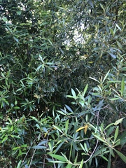 Olea europaea cuspidata