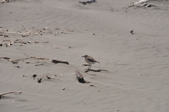 Charadrius obscurus aquilonius