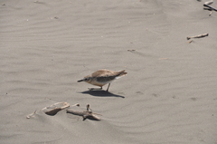 Charadrius obscurus aquilonius