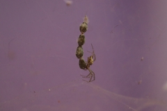 Cyrtophora cicatrosa