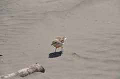 Charadrius obscurus aquilonius