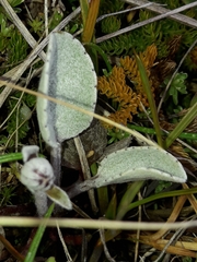 Brachyglottis haastii