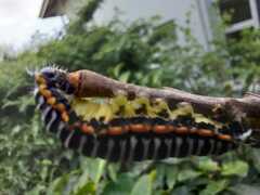 Pseudaphelia apollinaris