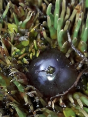 Coprosma atropurpurea