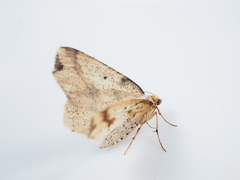 Pareclipsis gracilis