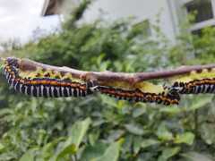 Pseudaphelia apollinaris
