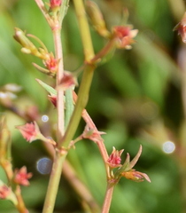 Rumex dumosus