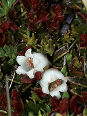 Gaultheria parvula