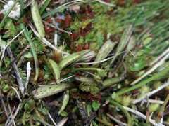 Gentianella amabilis