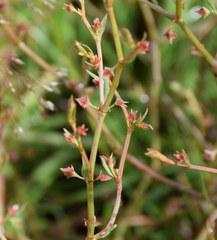 Rumex dumosus
