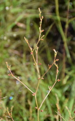 Rumex dumosus