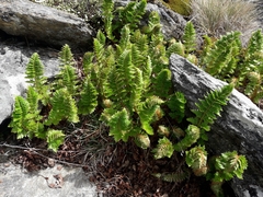 Polystichum cystostegium