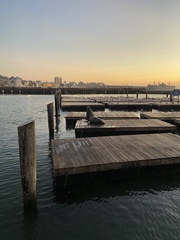 Zalophus californianus