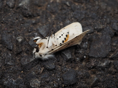 Spilosoma lubricipeda