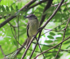Myiopagis gaimardii