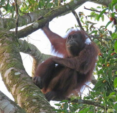 Pongo pygmaeus