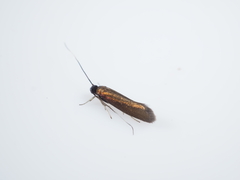 Roeslerstammia erxlebella