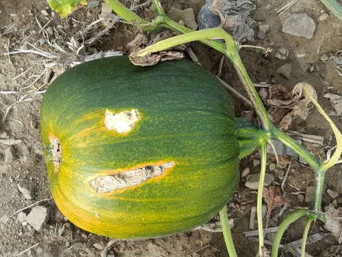 Cucurbita pepo