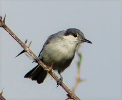 Polioptila plumbea