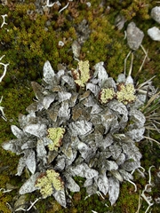 Anisotome lanuginosa
