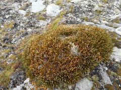 Aciphylla simplex
