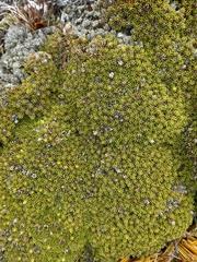 Dracophyllum muscoides