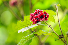 Clerodendrum canescens