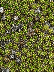 Dracophyllum muscoides