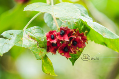 Clerodendrum canescens