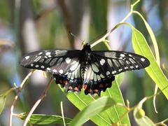 Papilio anactus