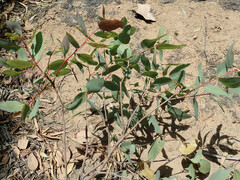 Corymbia blakei