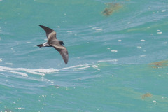 Hydrobates leucorhous